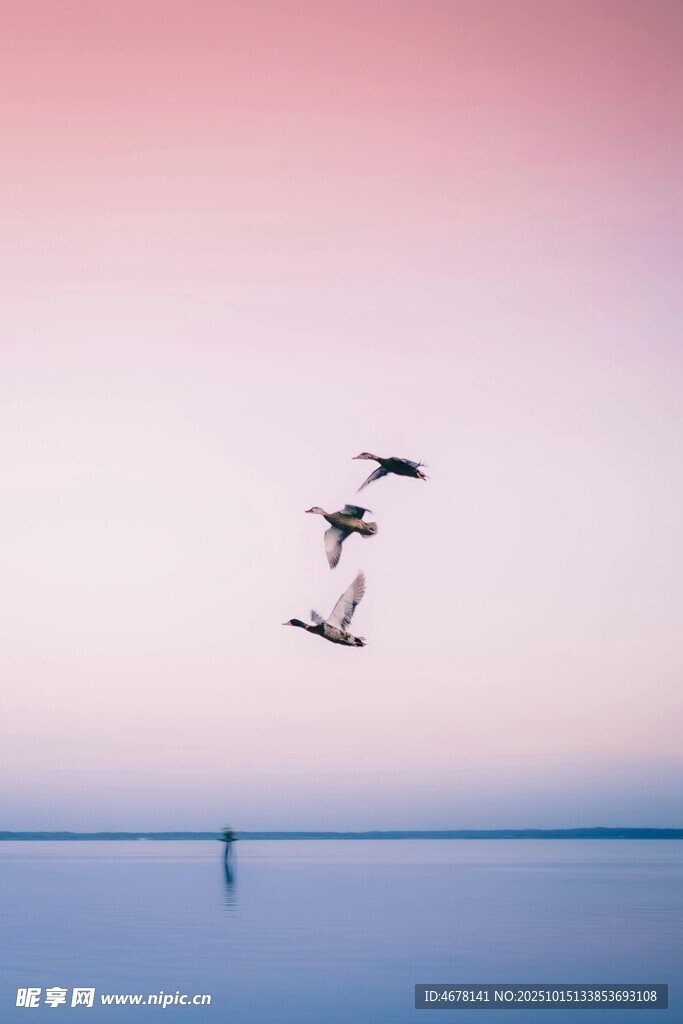 海空飞鸟伴粉蓝天际