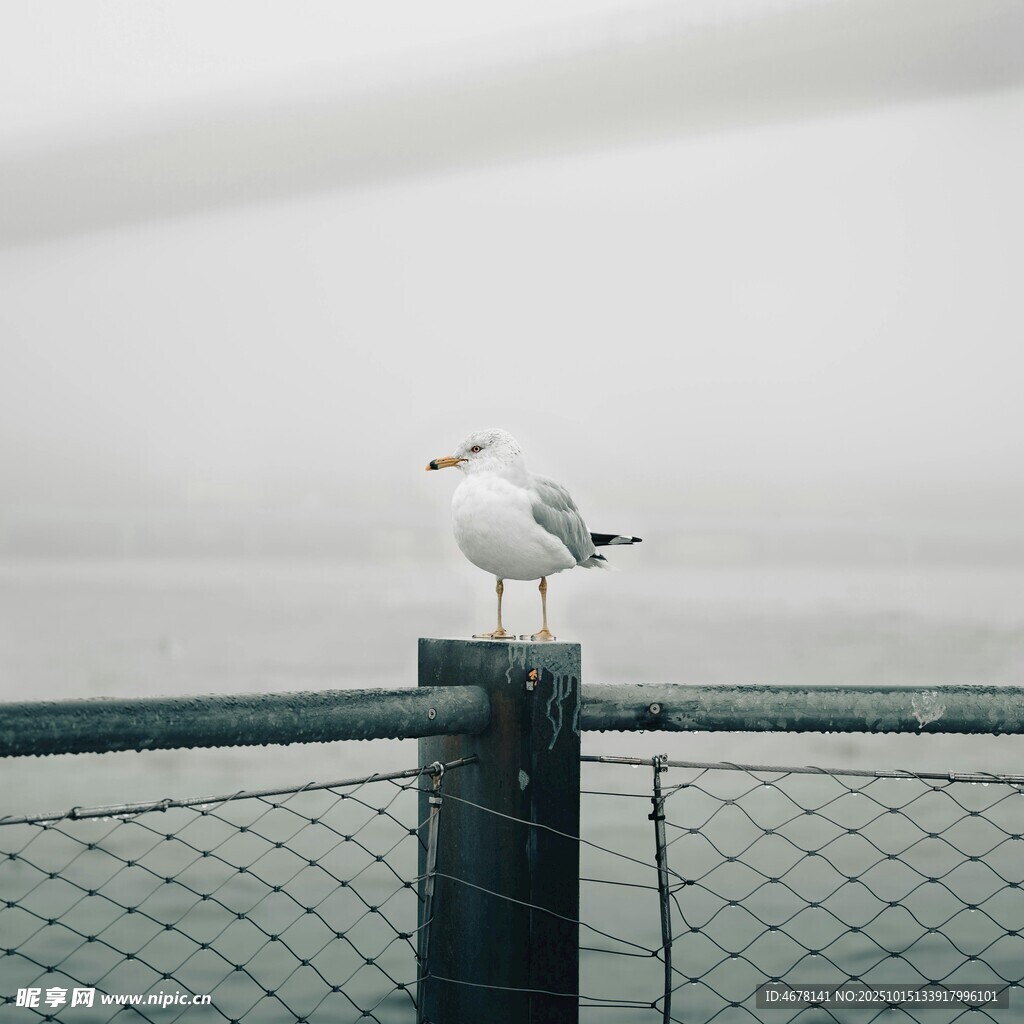 海鸥立于围栏上的静谧瞬间