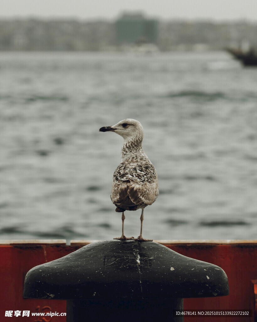 海鸥立于船舷眺望远方