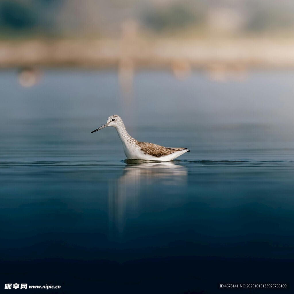 水面上独自游弋的小鸟