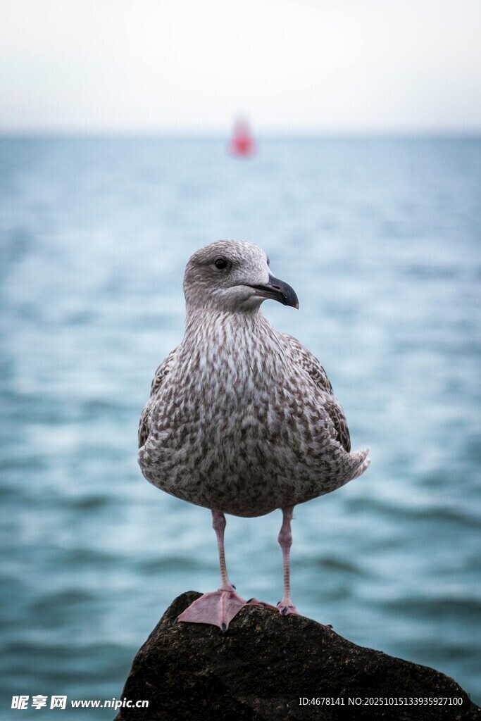 礁石上的海鸥