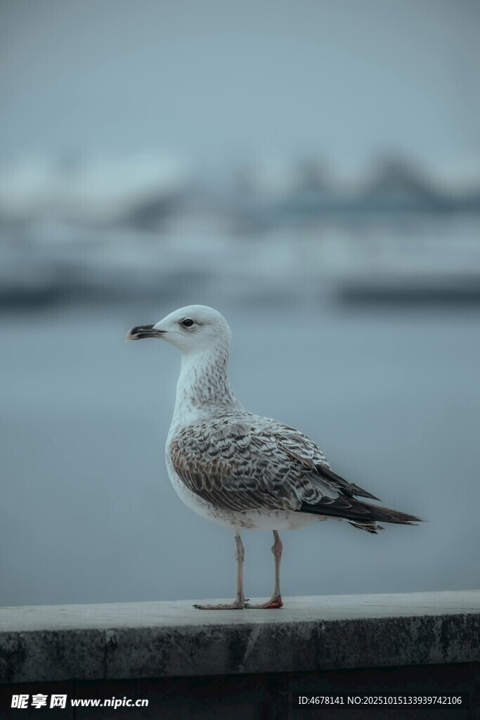 海边单只海鸥独立