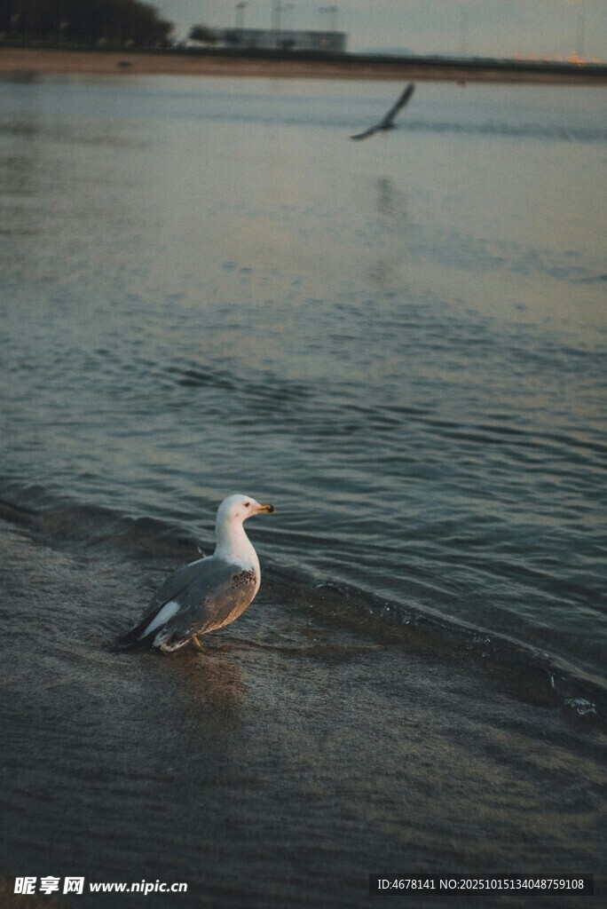 海边海鸥踏浪飞翔景象