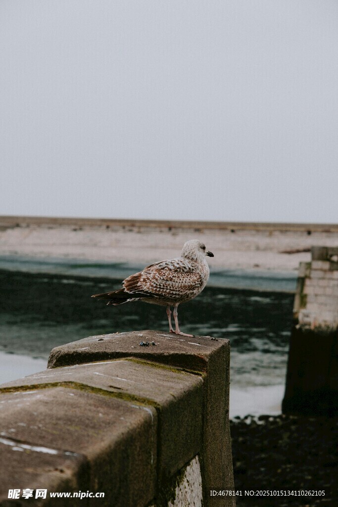 岸边石上站立的灰白海鸟