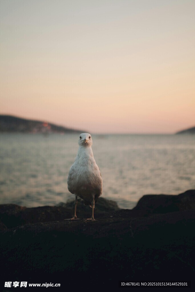 夕阳下独站海边的白鸟