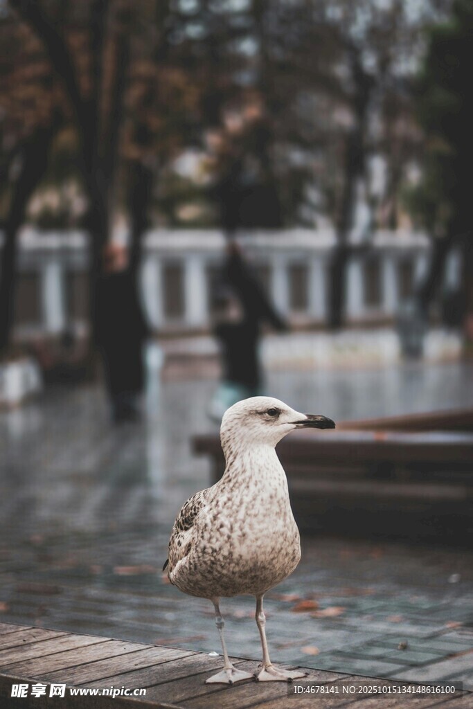 雨中独站的海鸥
