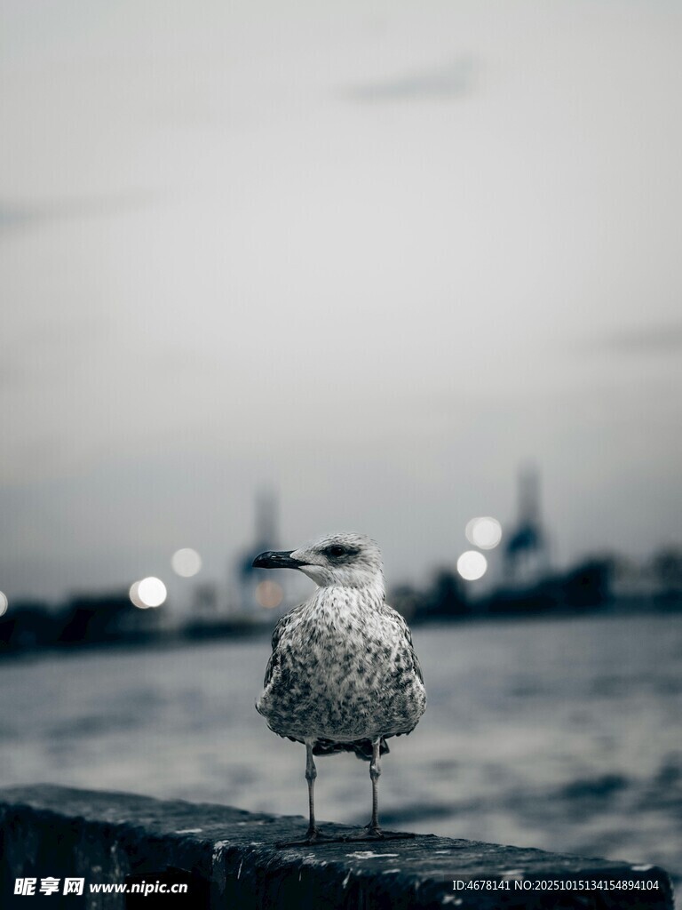 孤独海鸥立于暮色栏杆