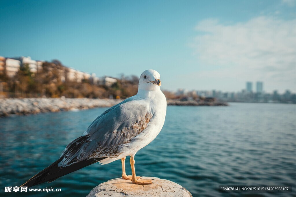 海边岩石上的驻足海鸥