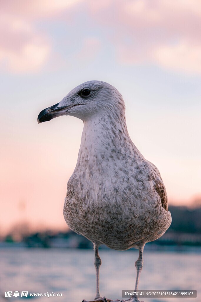 海边站立的灰色海鸥