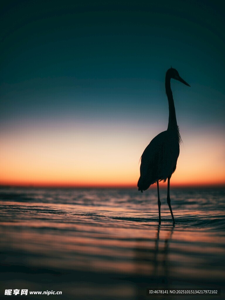 夕阳下的孤鹤立在水边