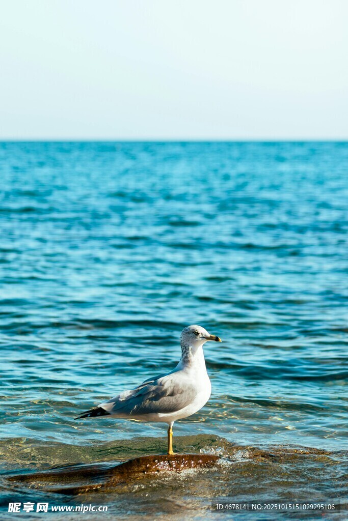 海边独站的海鸥