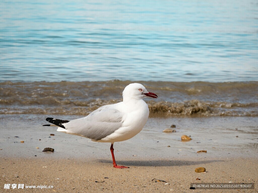 海滩上的单只海鸥