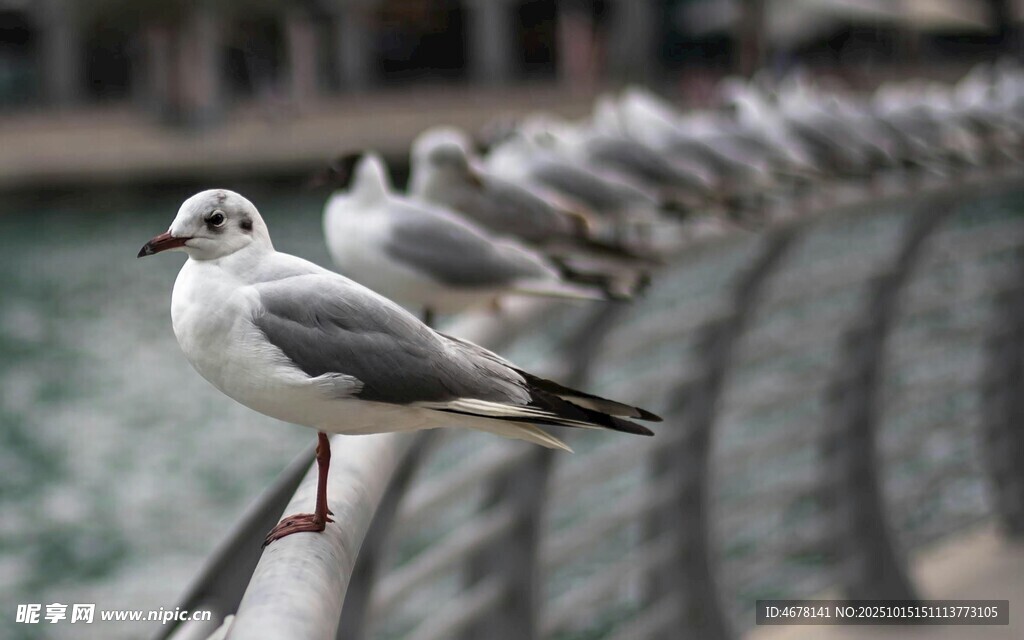 一排海鸥栖息于栏杆上