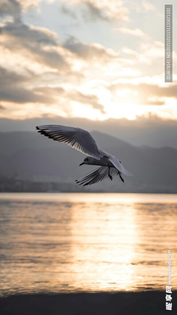 夕阳下海鸥翱翔于海面