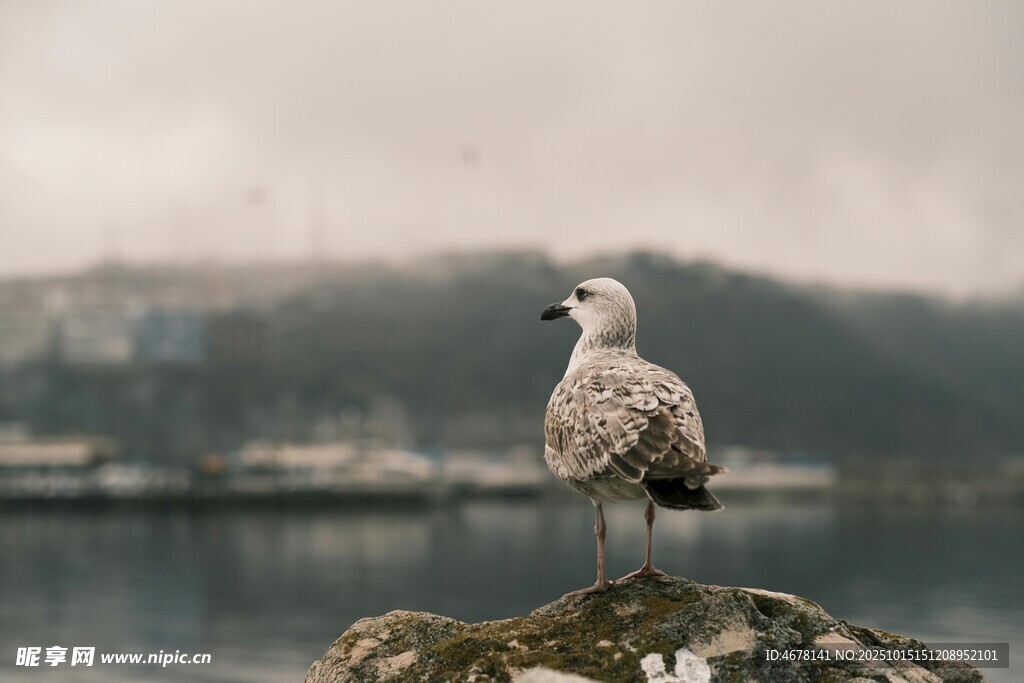 岩石上的海鸥