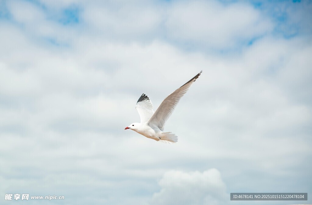 天空中翱翔的白色海鸥