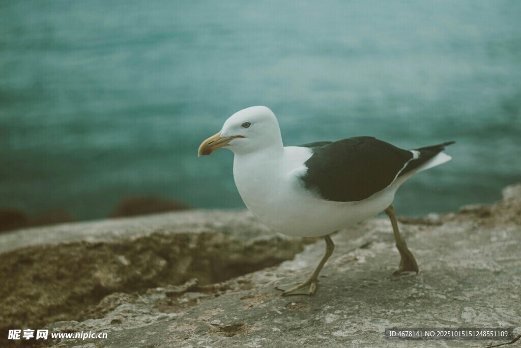 海边行走的黑白海鸥
