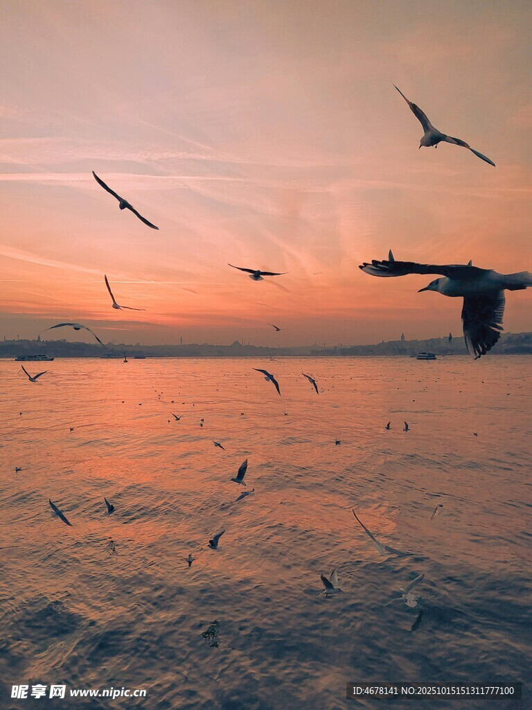 夕阳下飞鸟翱翔于海面