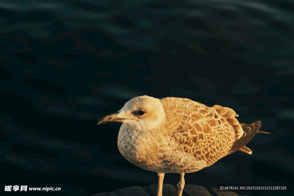 海边独站的幼年海鸥