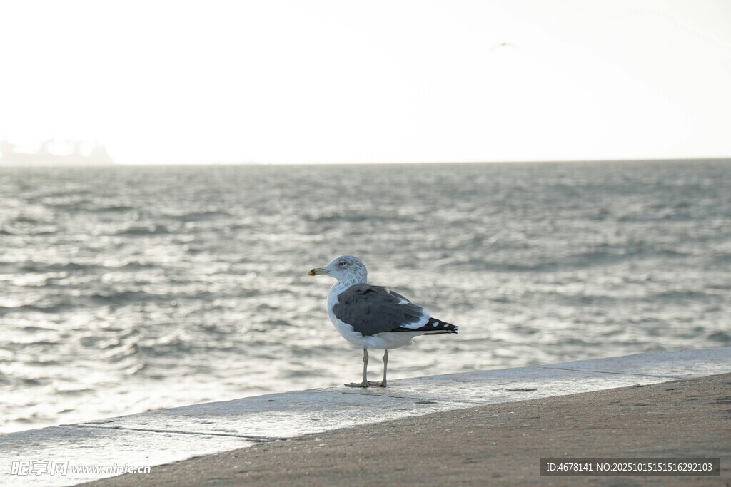 海边独站的海鸥