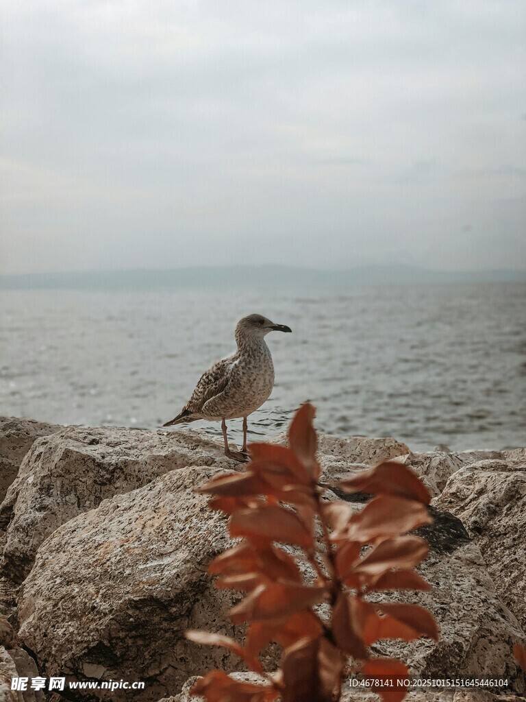 岩石上的小鸟与红叶