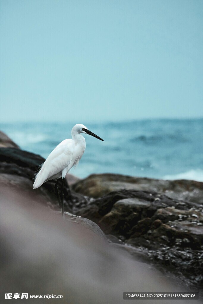 海边岩石上的优雅白鹭
