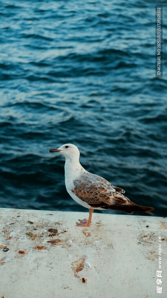 海边单只海鸥独立