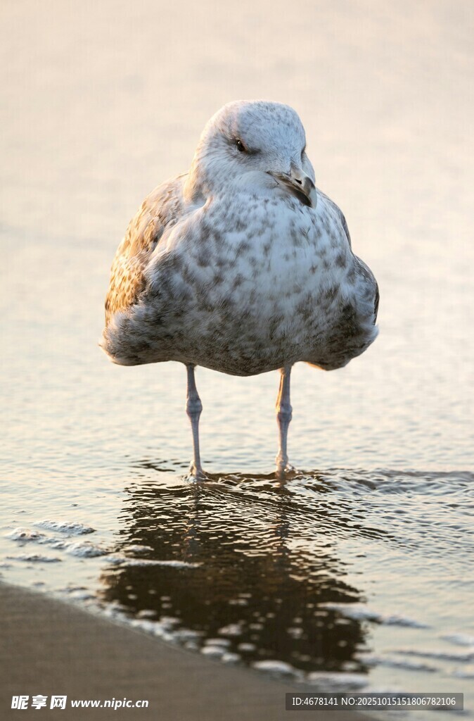 海边站立的斑点海鸥