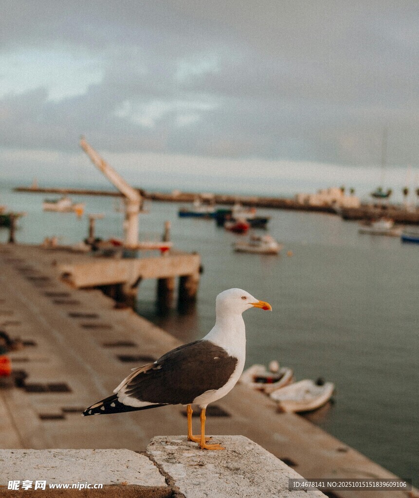 码头海鸥栖息的宁静画面