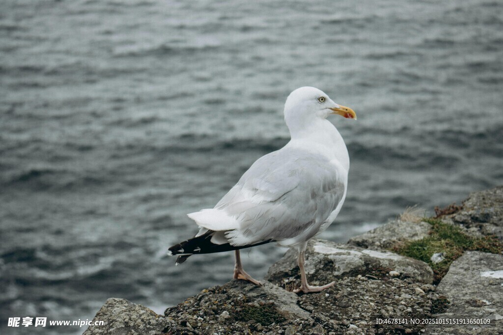 岩石上的海鸥
