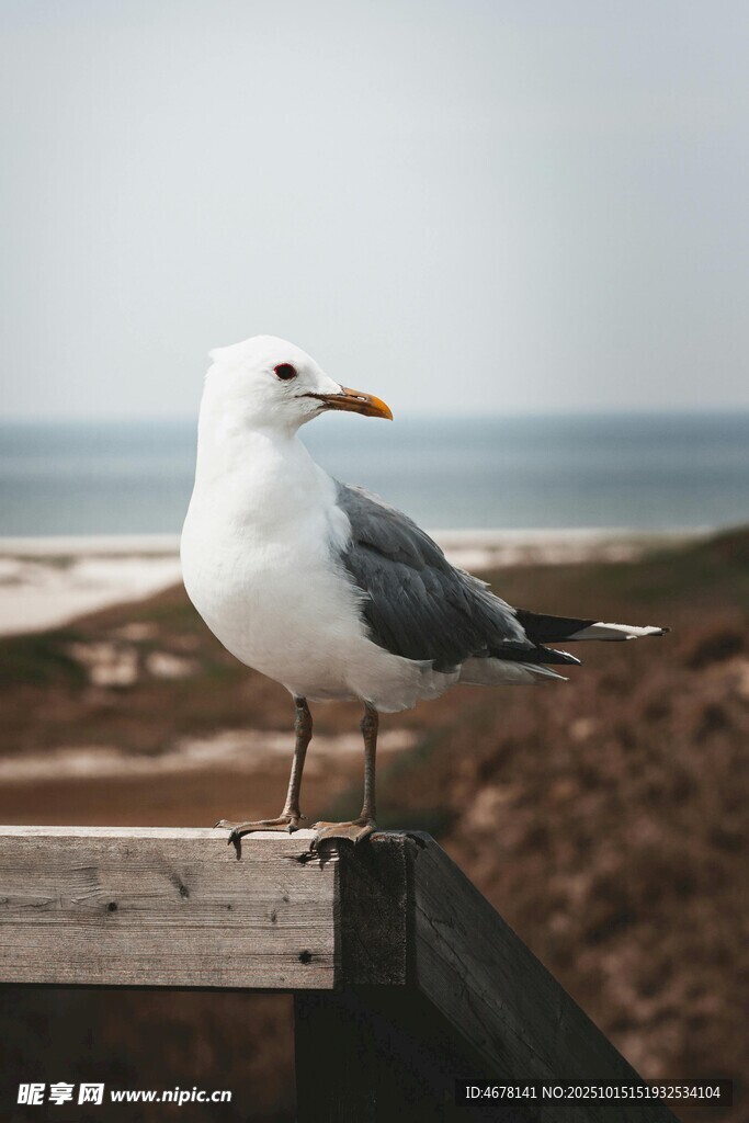 海边木栏上的栖息海鸥