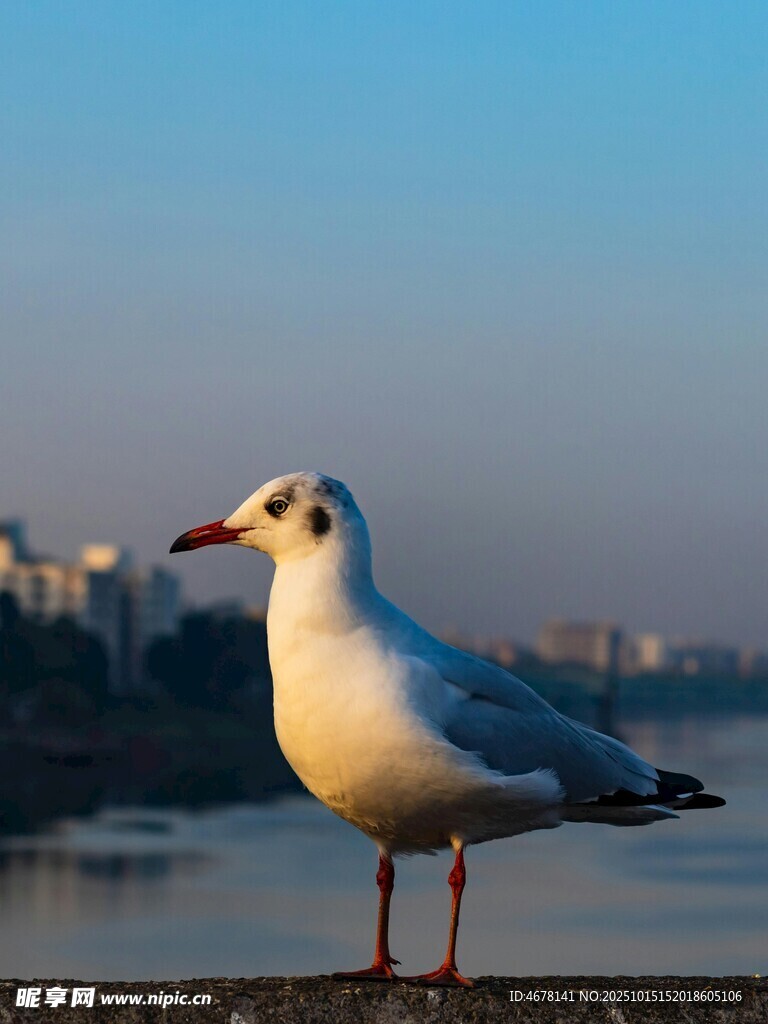 湖畔海鸥独立