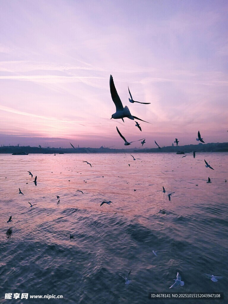 夕阳下飞鸟翔于湖面
