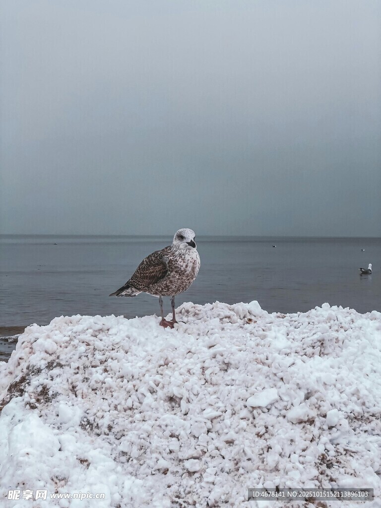 雪地上的海鸥