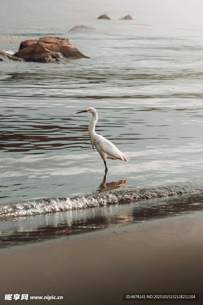 海边白鹭独立于浅滩