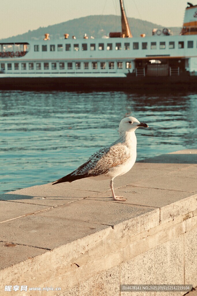码头边的海鸥