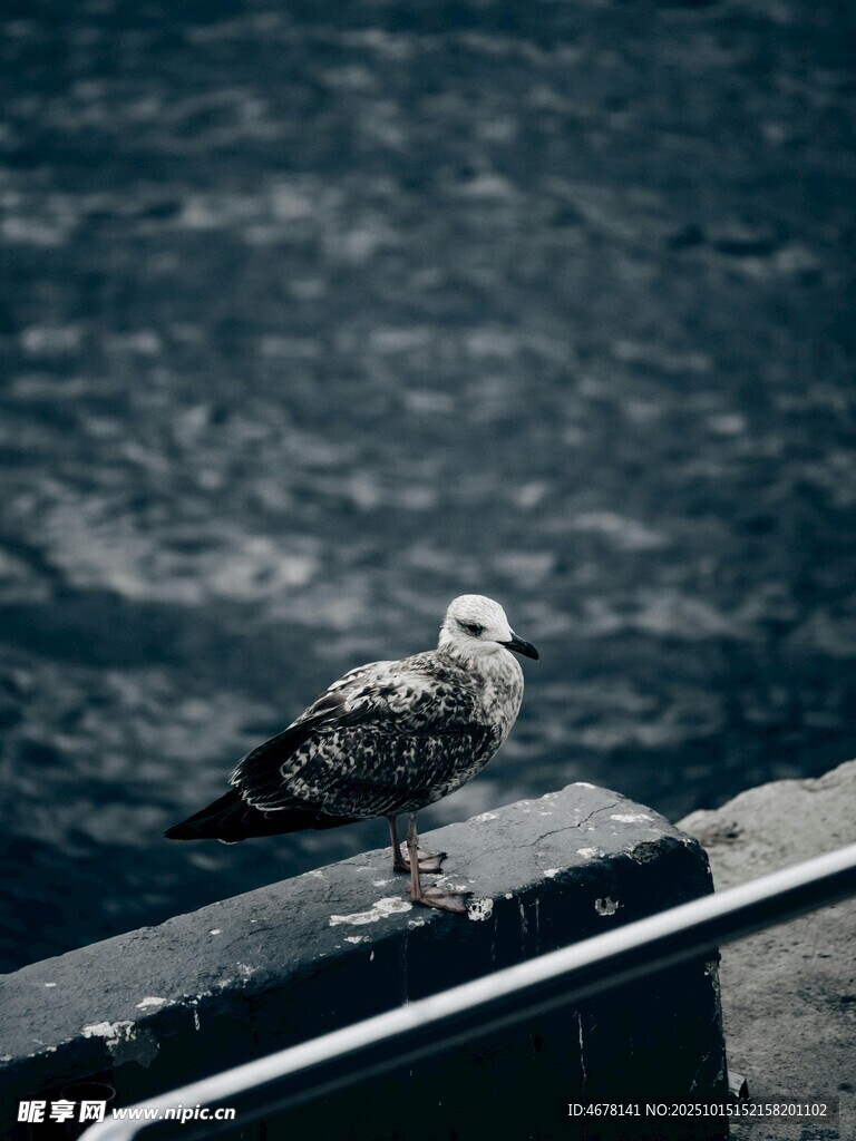 海鸥立于栏杆上