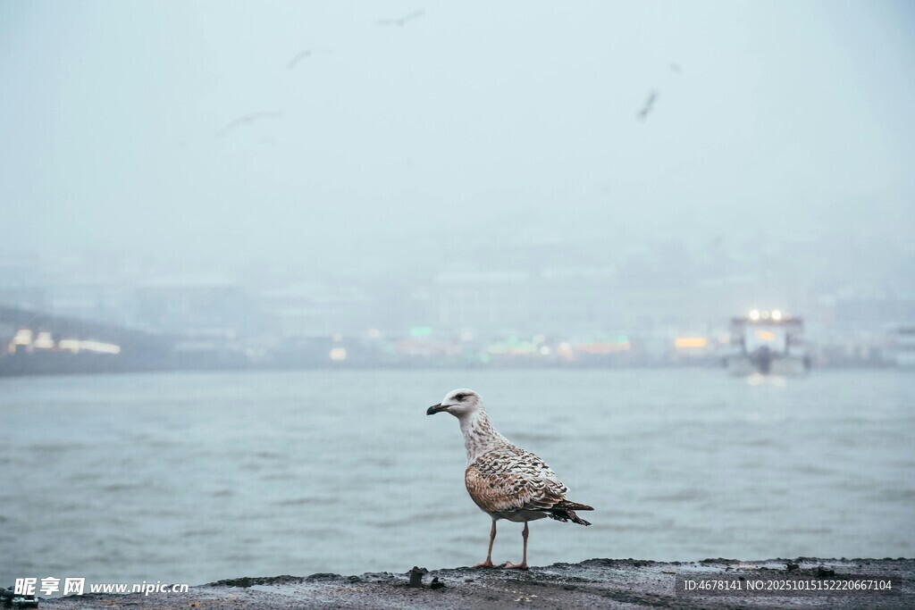 海边独站的海鸥