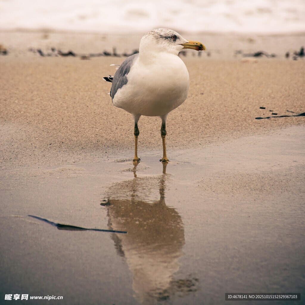 沙滩上站立的海鸥