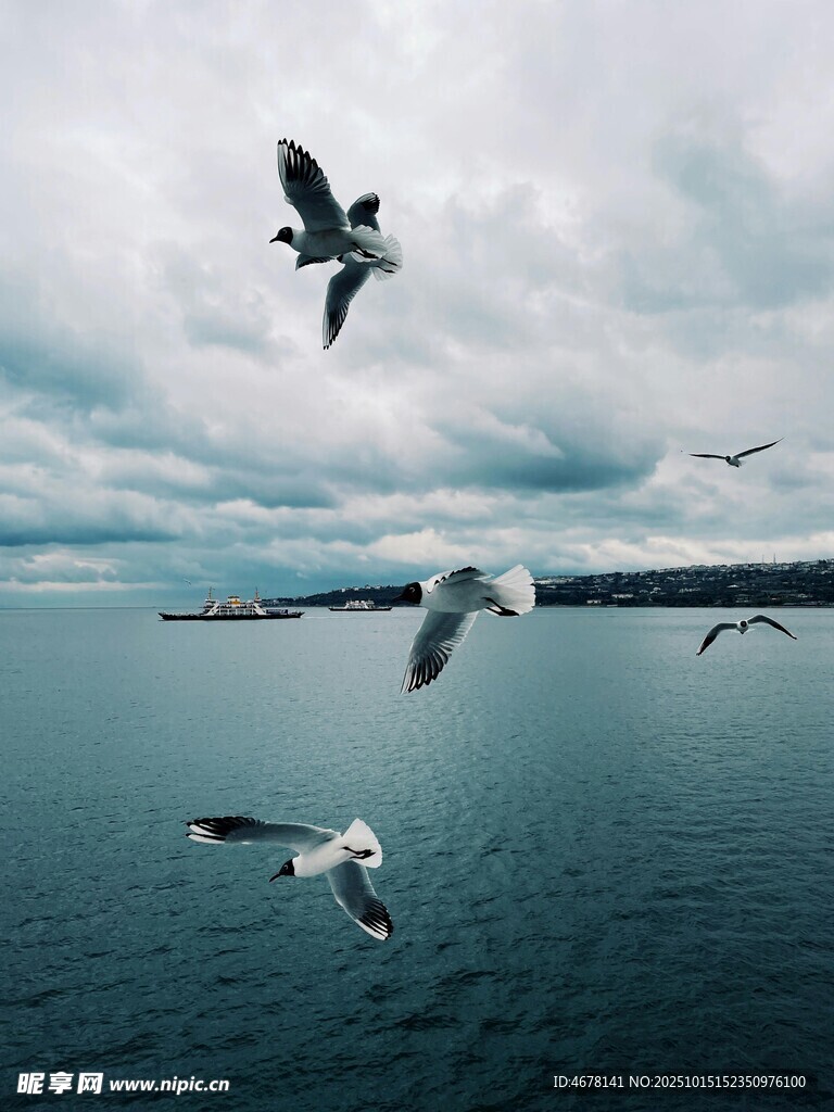 海面上飞翔的成群海鸥