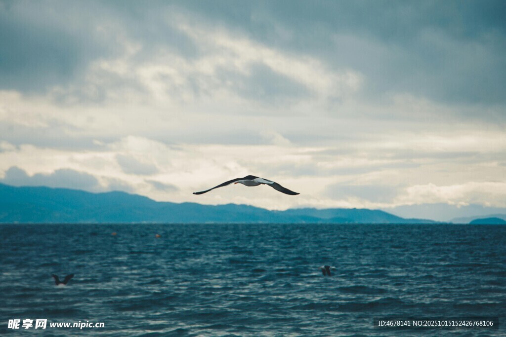 海空飞鸟辽阔自然之景