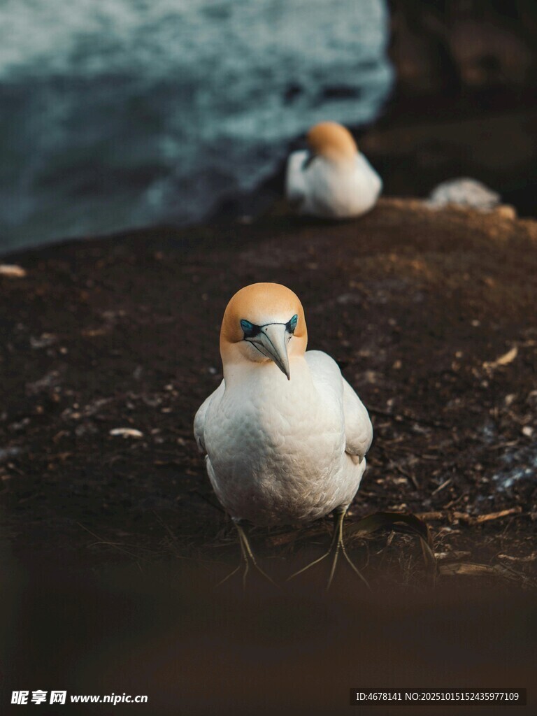 海边呆萌海鸟