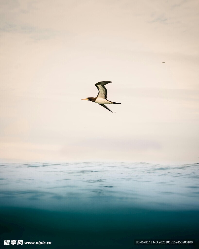 海空飞鸟