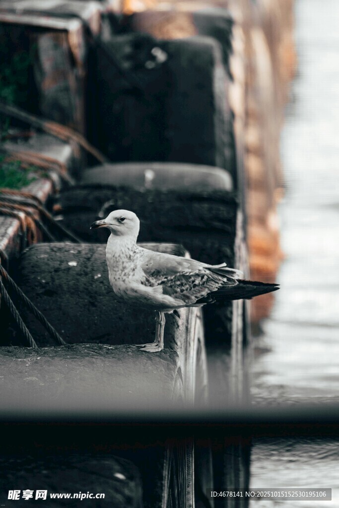 码头边休憩的海鸥