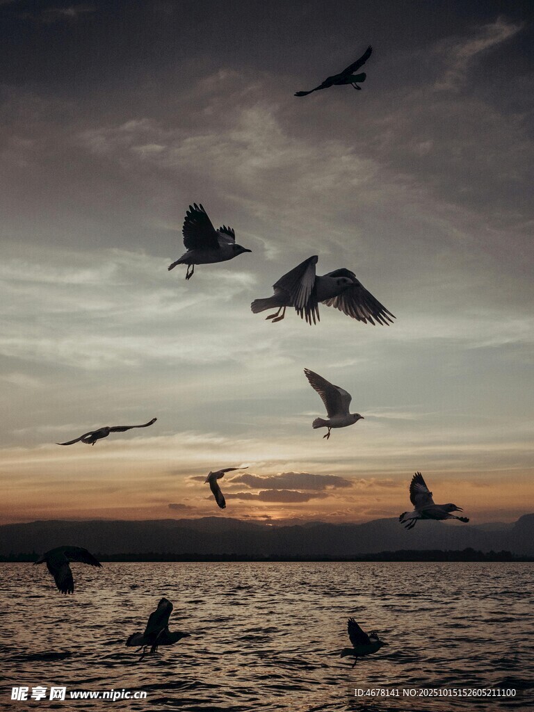 夕阳下群鸟翱翔海面