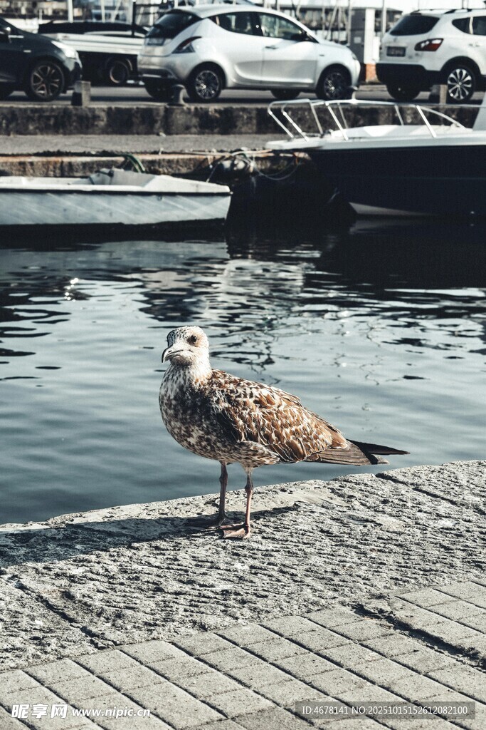 码头边的海鸥