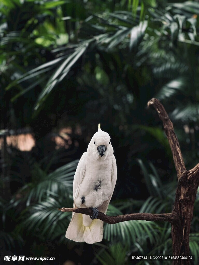 枝头白鹦鹉