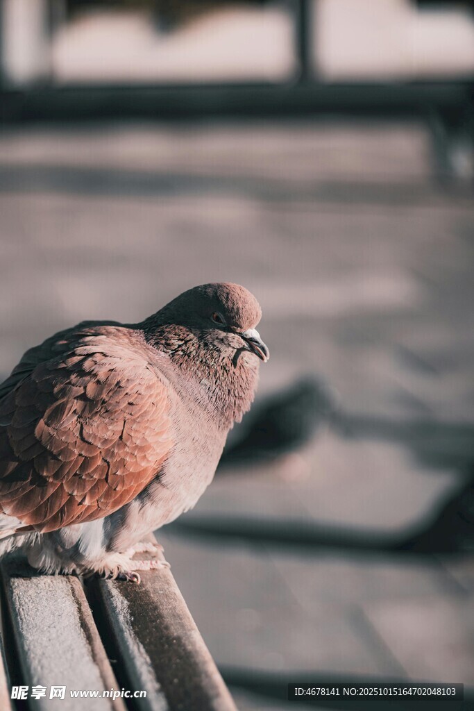 栏杆上的鸽子