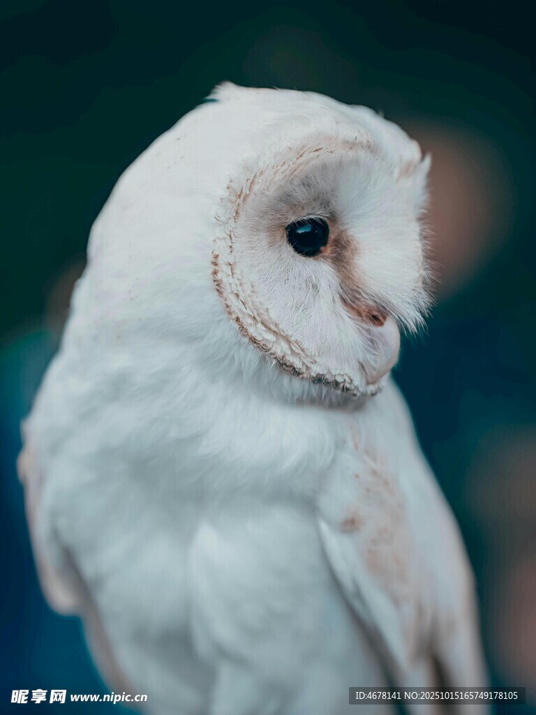 白色猫头鹰特写