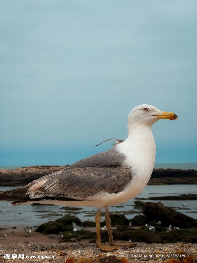 海边站立的海鸥